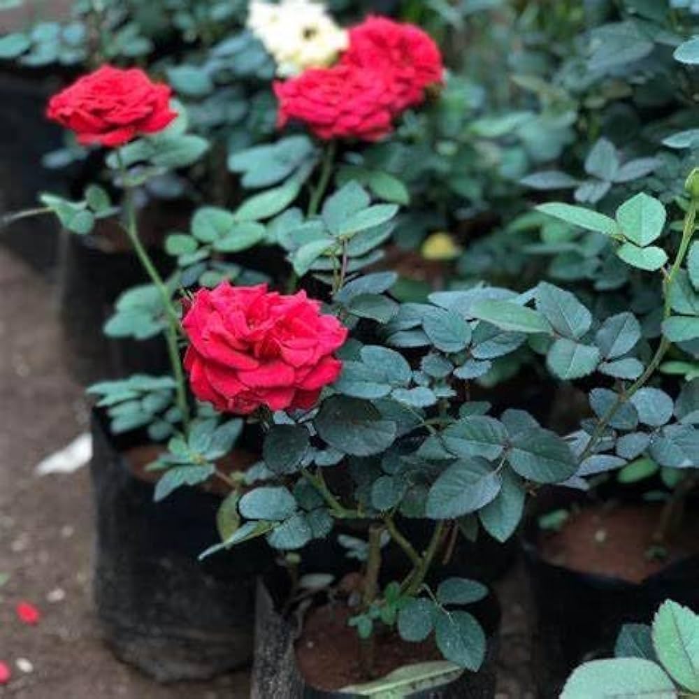 Red Miniature Rose Plant Seeds for Planting 100 pcs