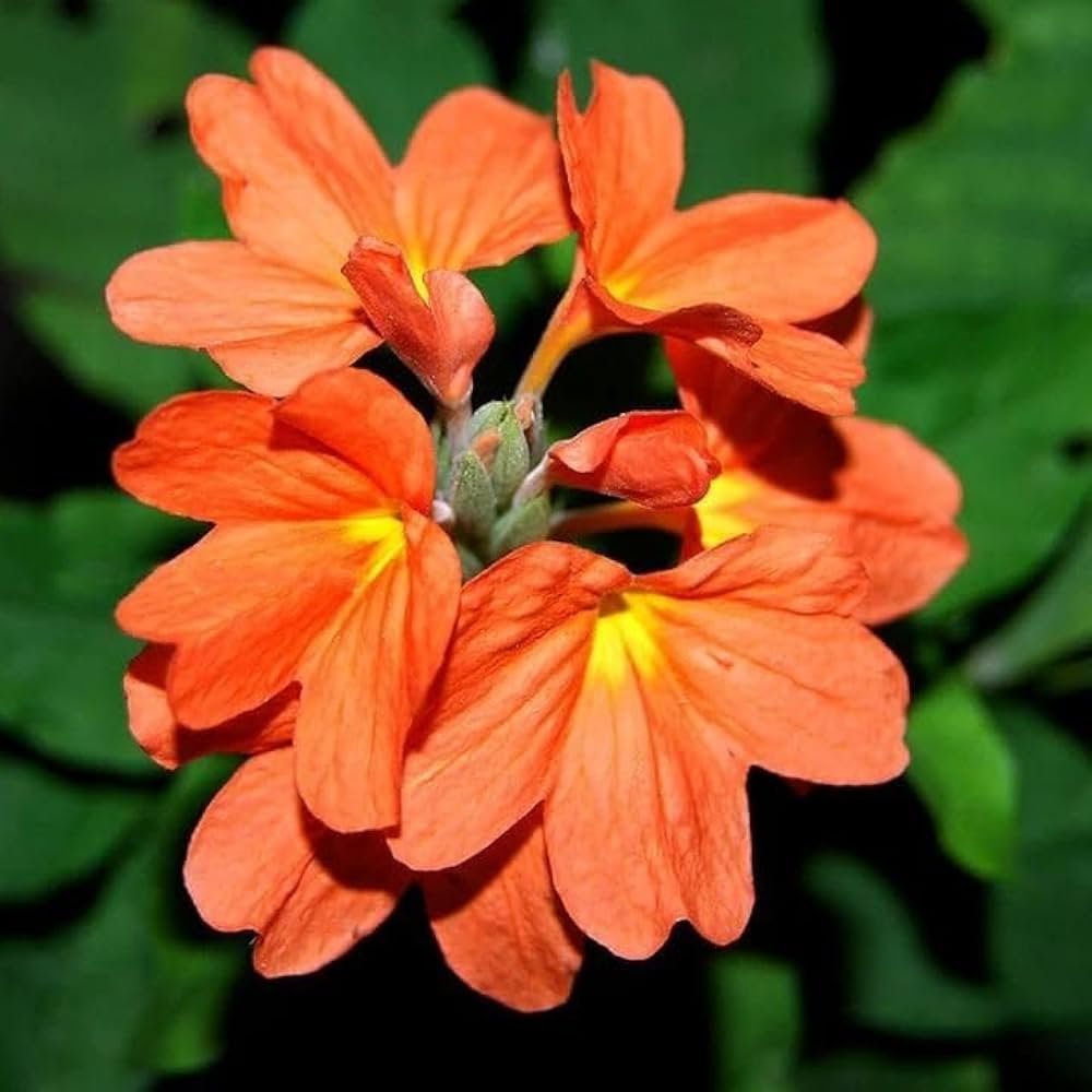 crossandra for flower seeds