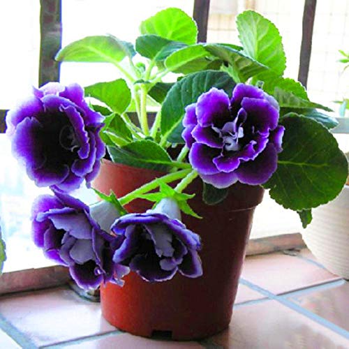 Gloxinia Blomsterfrø til Plantning, Violet, 100 stk