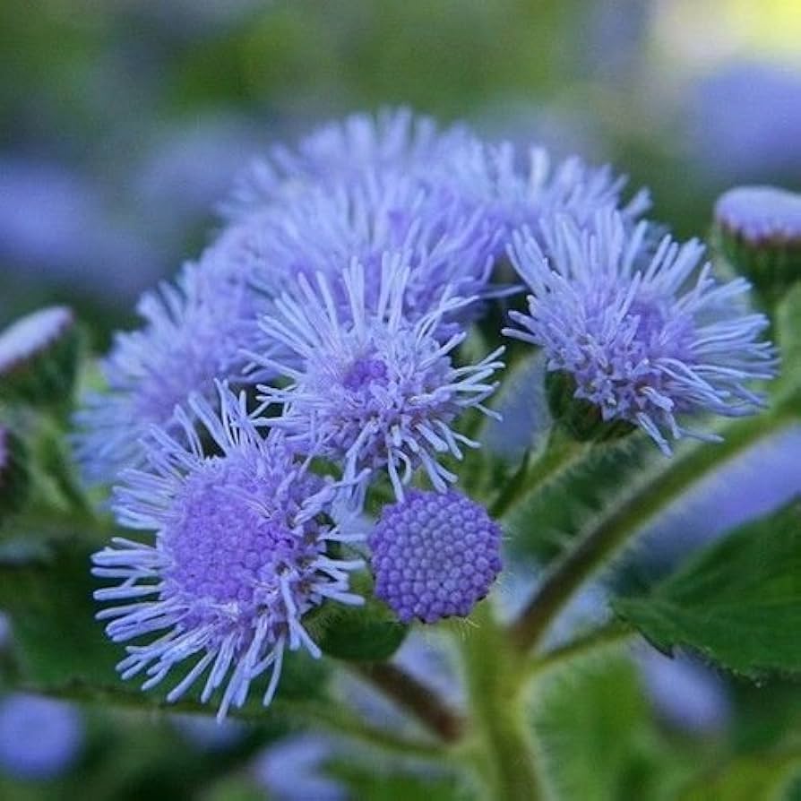 blue ageratum flower seeds
