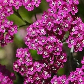 pink cerise flower seeds