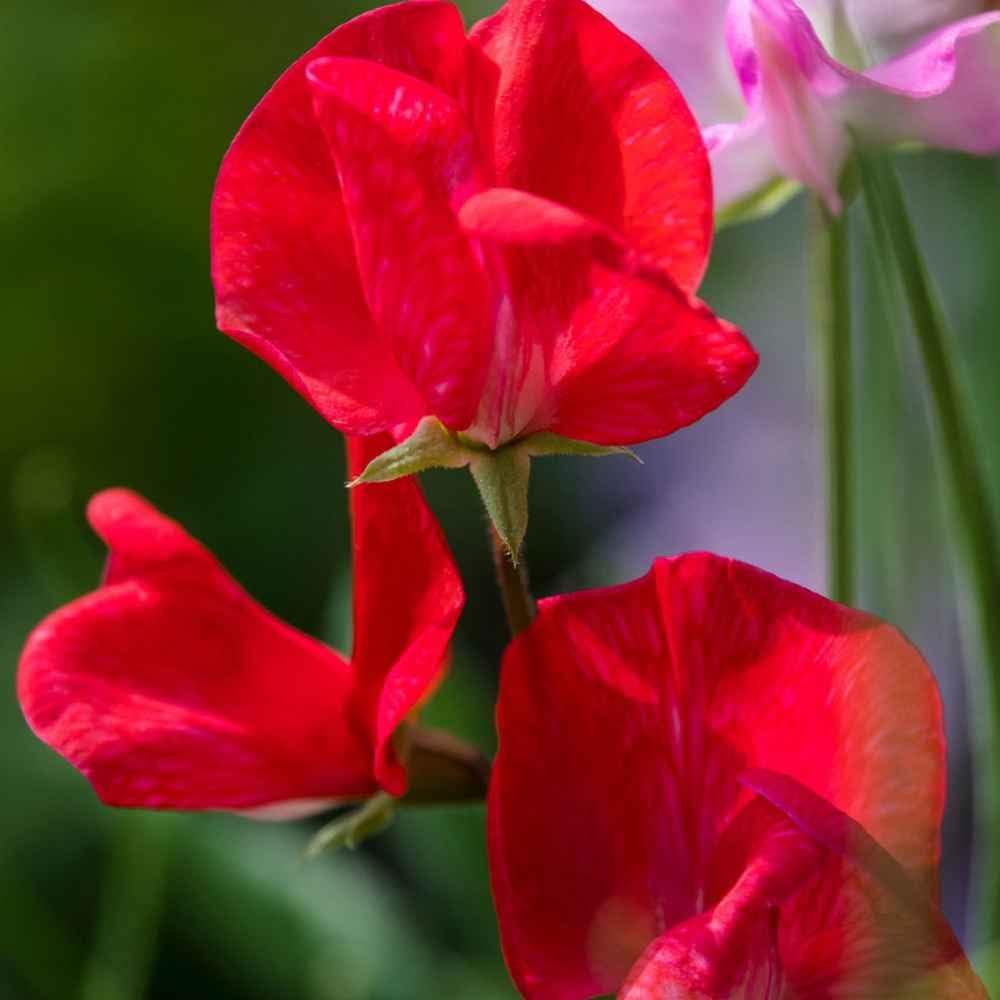 Heirloom Non-GMO Deep Red Sweet Pea Flower Seeds for Planting