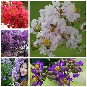 mixed crepe flower seeds