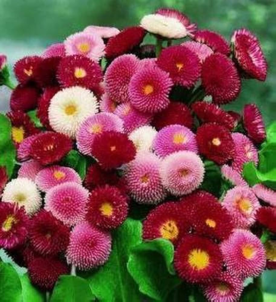 daisy lipstick flower seeds