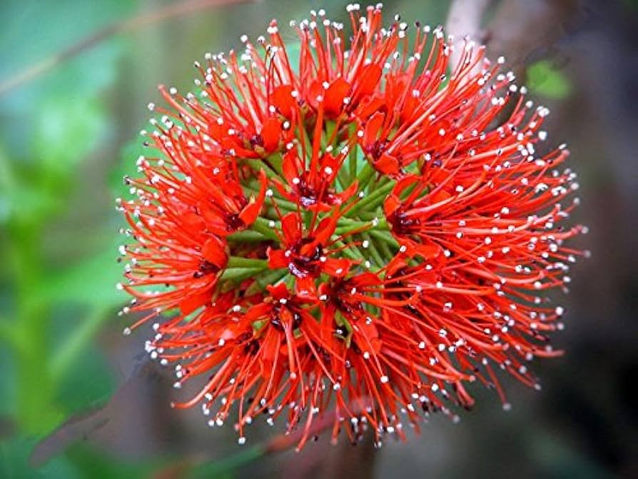 red greyia flower seeds