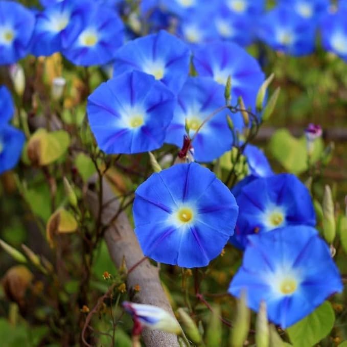 blue blue flower seeds