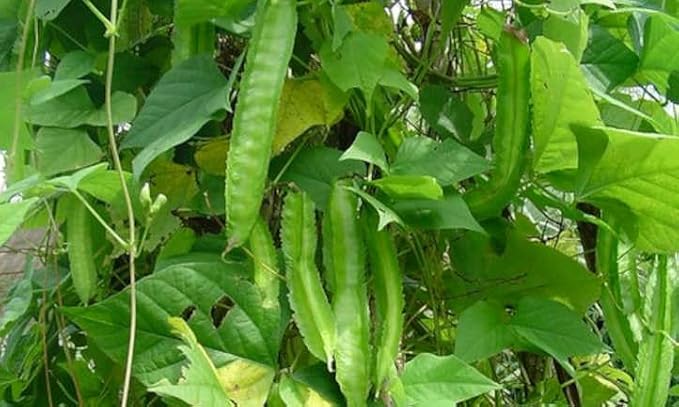 Winged Bean Seeds for Planting – High Yield, Fast Growing, Nutrient-Rich Climbing Vegetable