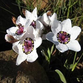white heirloom flower seeds