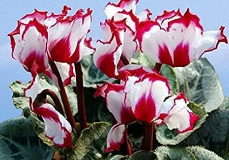 cyclamen multicolor flower seeds