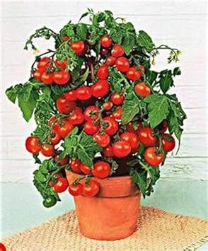 Red Bell Tomato Seeds for Planting