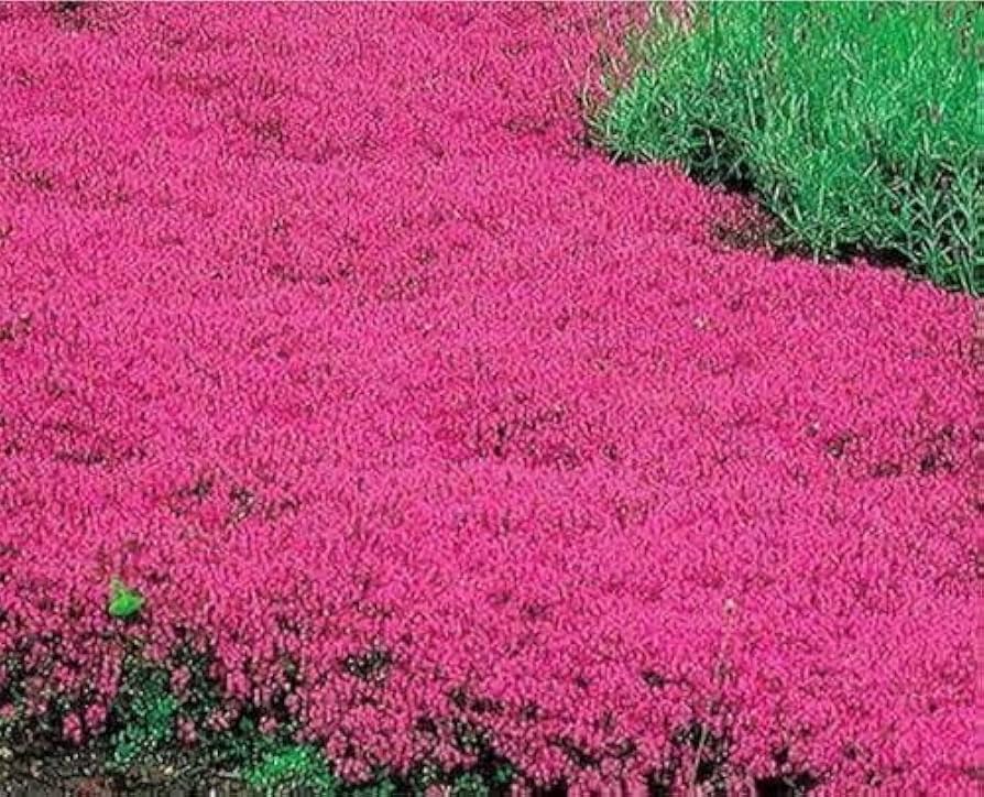 Red Creeping Flower Seeds for Planting, Fresh, 100 pcs