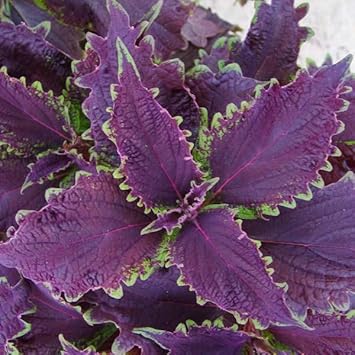 violet heirloom flower seeds
