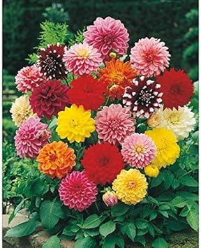 Flower Seeds, Seeds for Planting, Plant Seeds