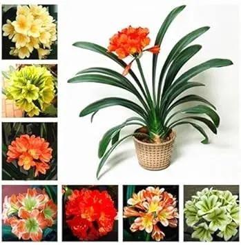 mixed clivia flower seeds