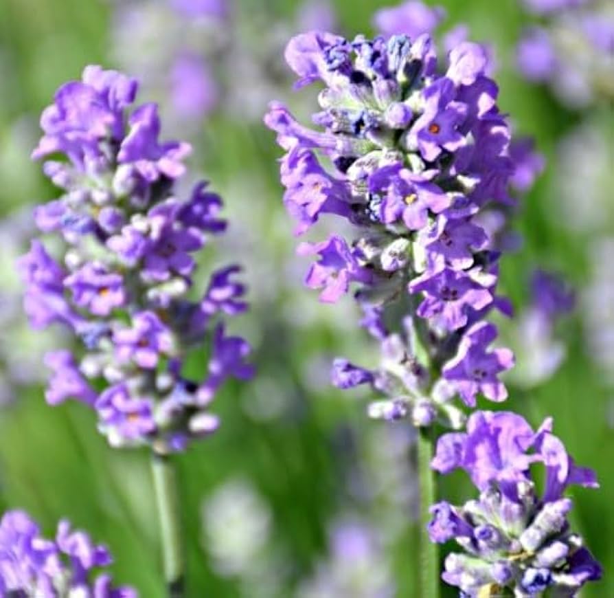 Lavender Flower Flower Seeds for Home Garden Planting, Premium Organic Blooming Collection