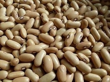 Yellow Arikara Bean Seeds for Planting