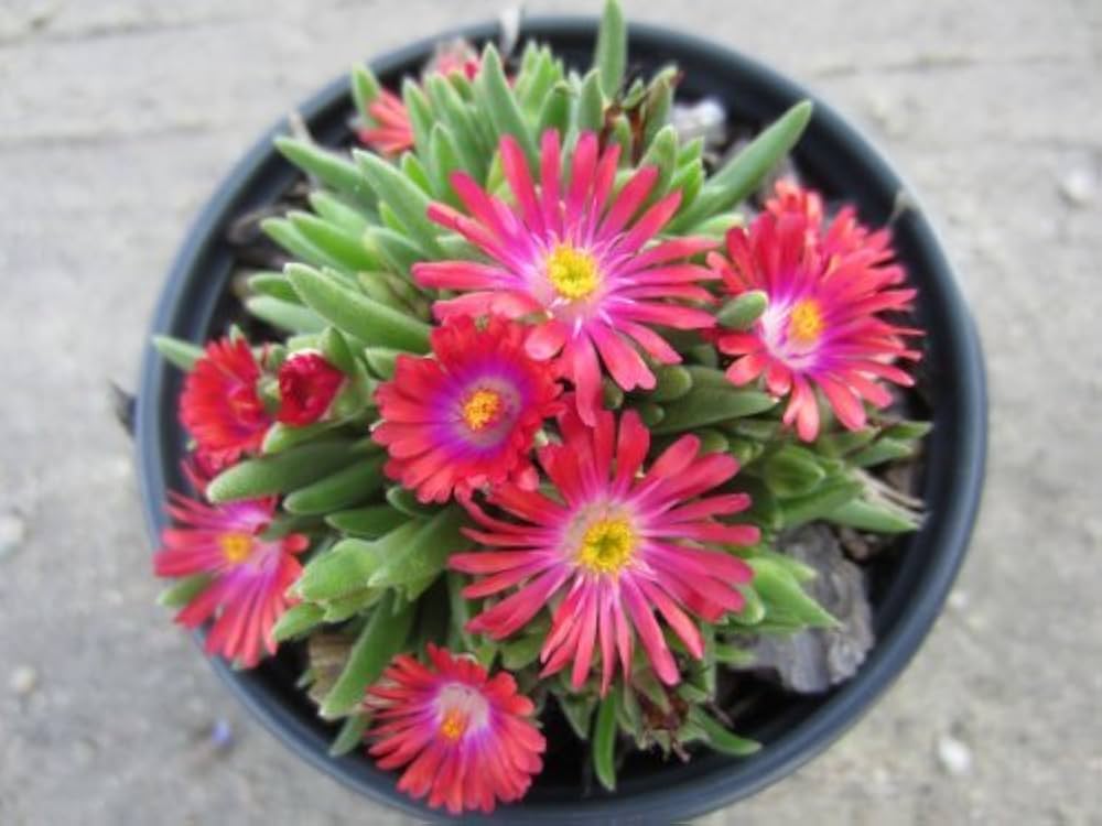 ice plant flower seeds