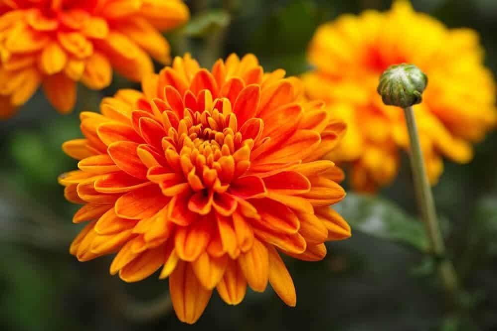 chrysanthemum flower flower seeds