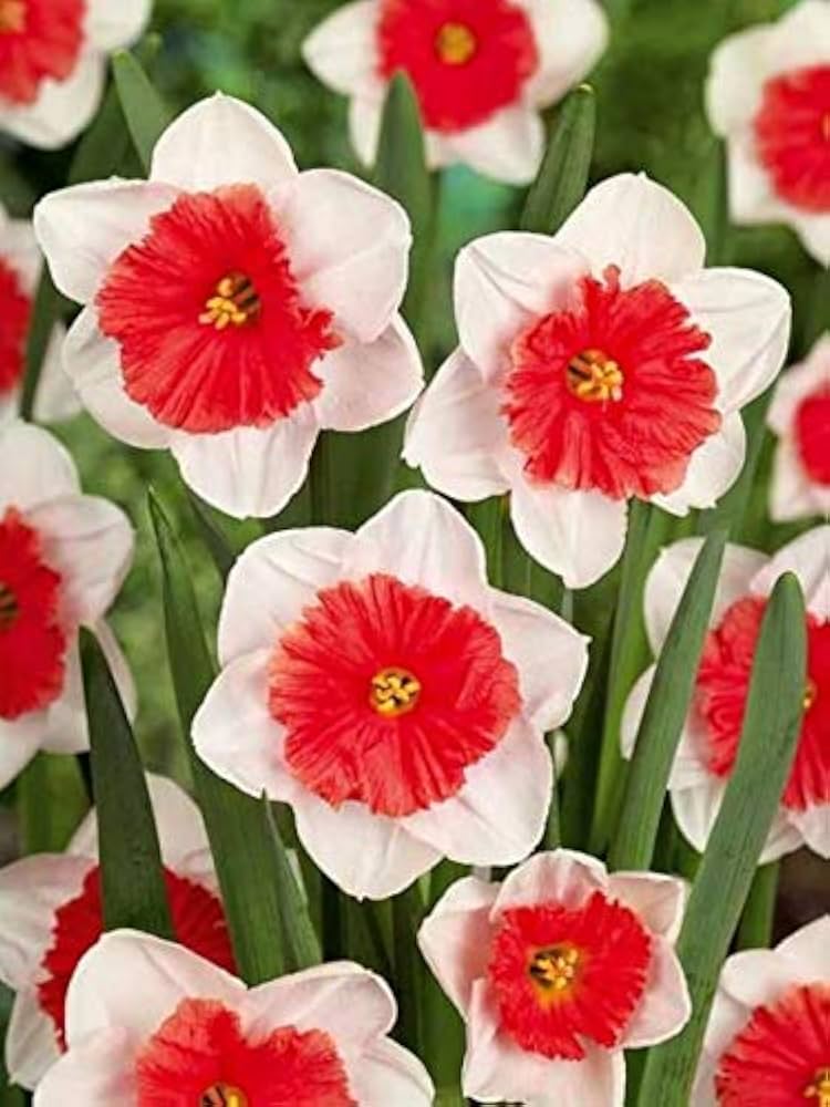 Red White Daffodils Flower Seeds – Heirloom Non-GMO High Germination Spring Blooms Seeds for Planting
