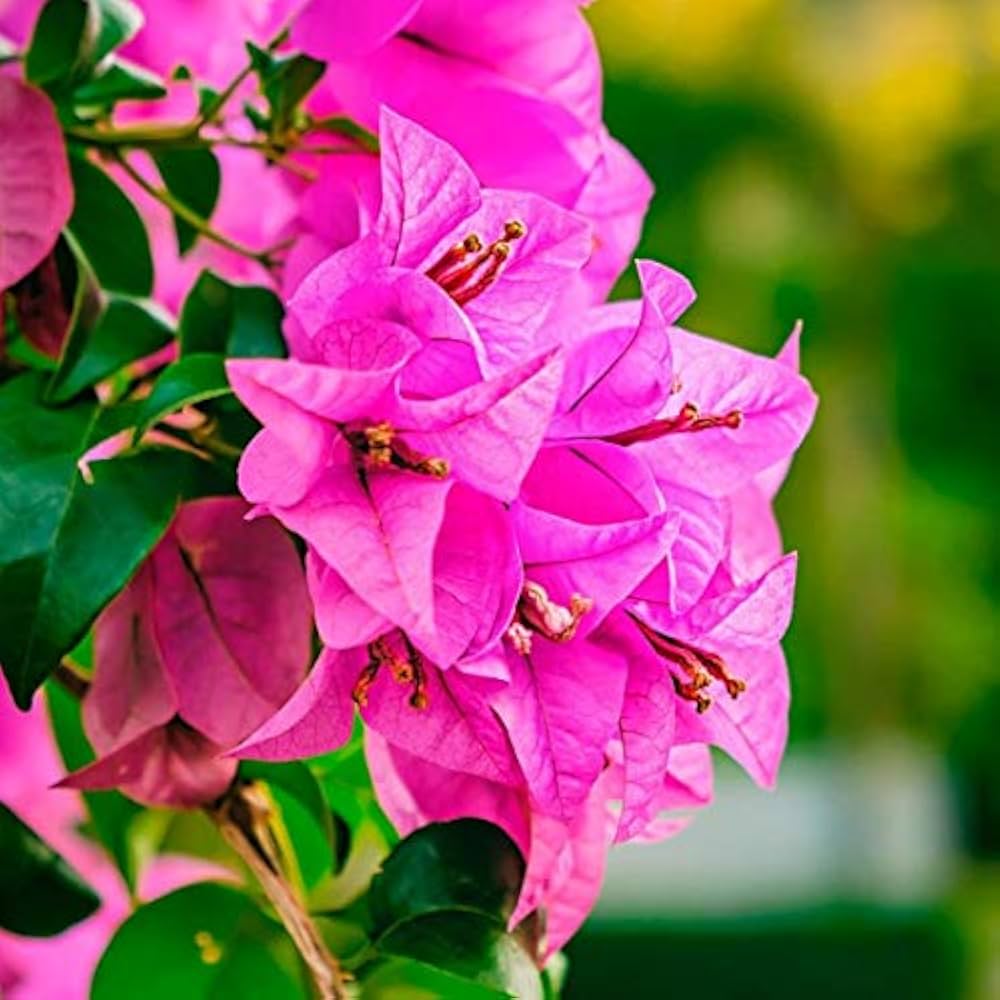 Bougainvillea Flower Seeds for Planting, Red, 100 pcs