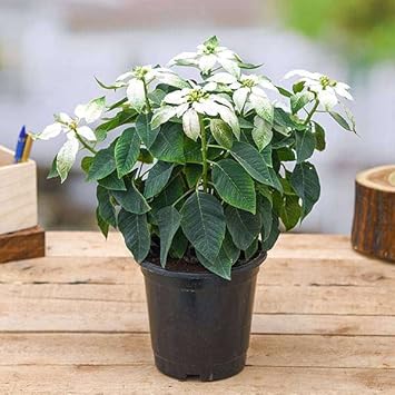 Flower Seeds, Seeds for Planting, Plant Seeds