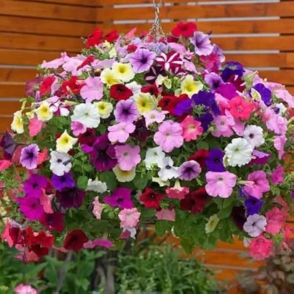 climbing petunia flower seeds