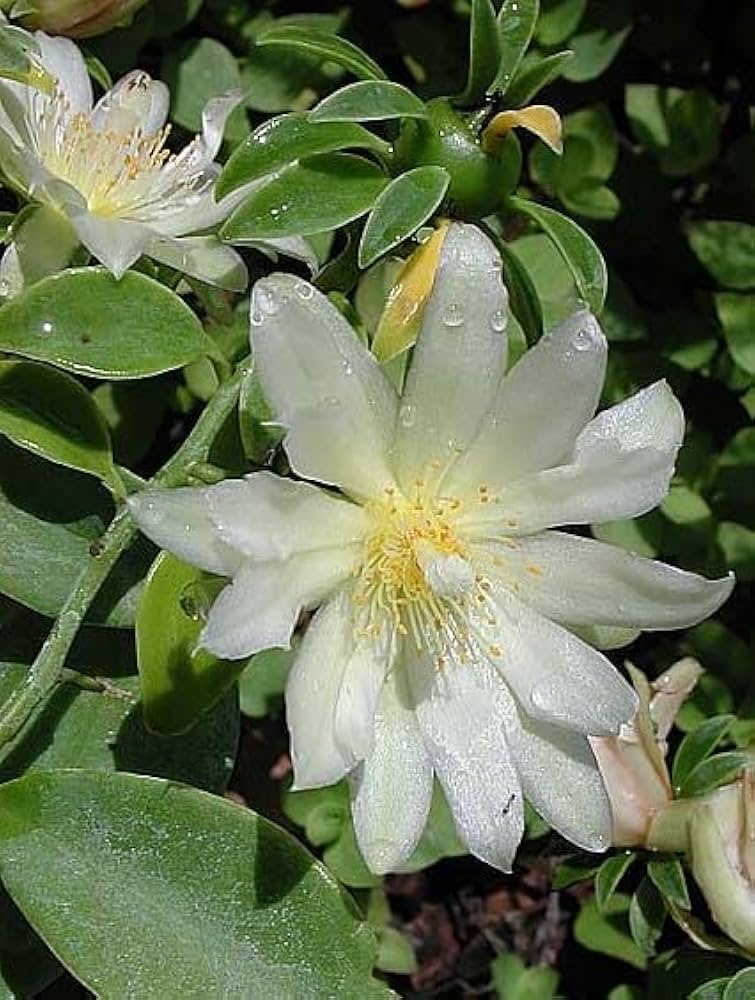 calypso hops flower seeds