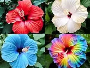 giant multicolor flower seeds