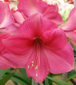 Flower Seeds, Seeds for Planting, Plant Seeds