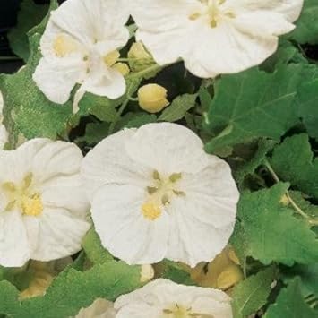 white abutilon flower seeds