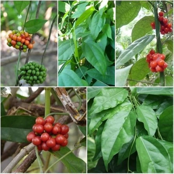 Heirloom Green Tiliacora Herb Seeds for Planting - Non-GMO, High Germination Organic Medicinal Garden Seeds