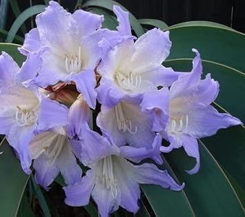white blue flower seeds