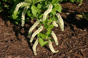 white organic flower seeds