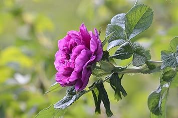 purple camellia flower seeds