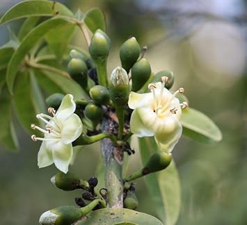 pentandra flower flower seeds
