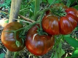 Tomato Marron Green Seeds for Planting | Heirloom, Non-GMO, High Germination, Organic Garden Seeds