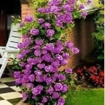 Flower Seeds, Seeds for Planting, Plant Seeds