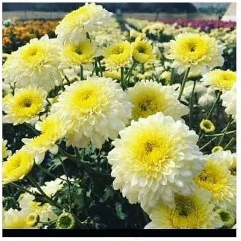 colored chrysanthemum flower seeds