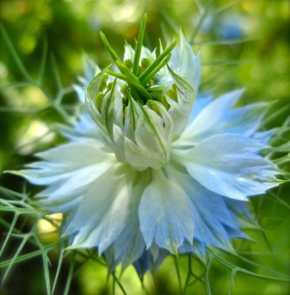 nigella papillosa flower seeds
