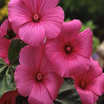 pink lavatera flower seeds