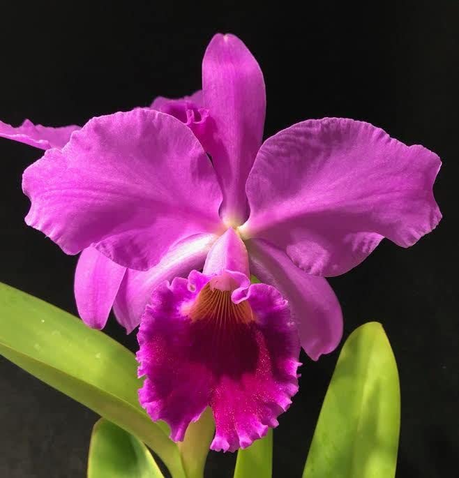 Heirloom Non-GMO Cattleya Orchid Flower Seeds – High Germination Organic Garden Seeds for Exotic Indoor Blooms
