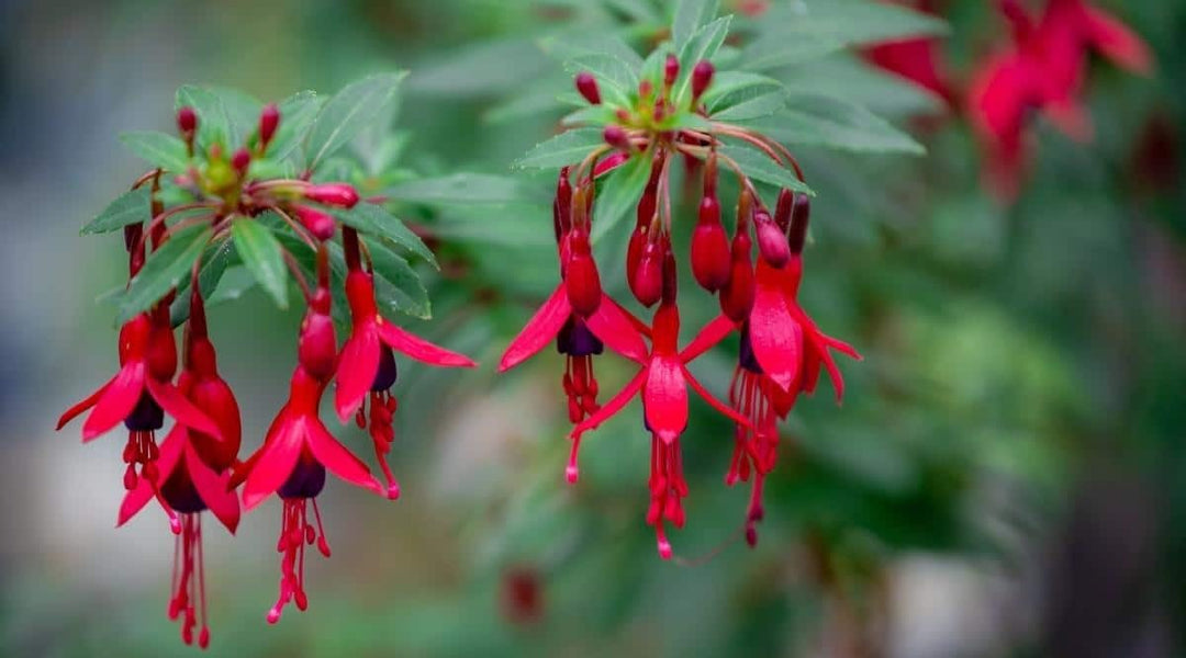 red all flower seeds