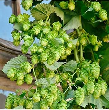 Flower Seeds, Seeds for Planting, Plant Seeds