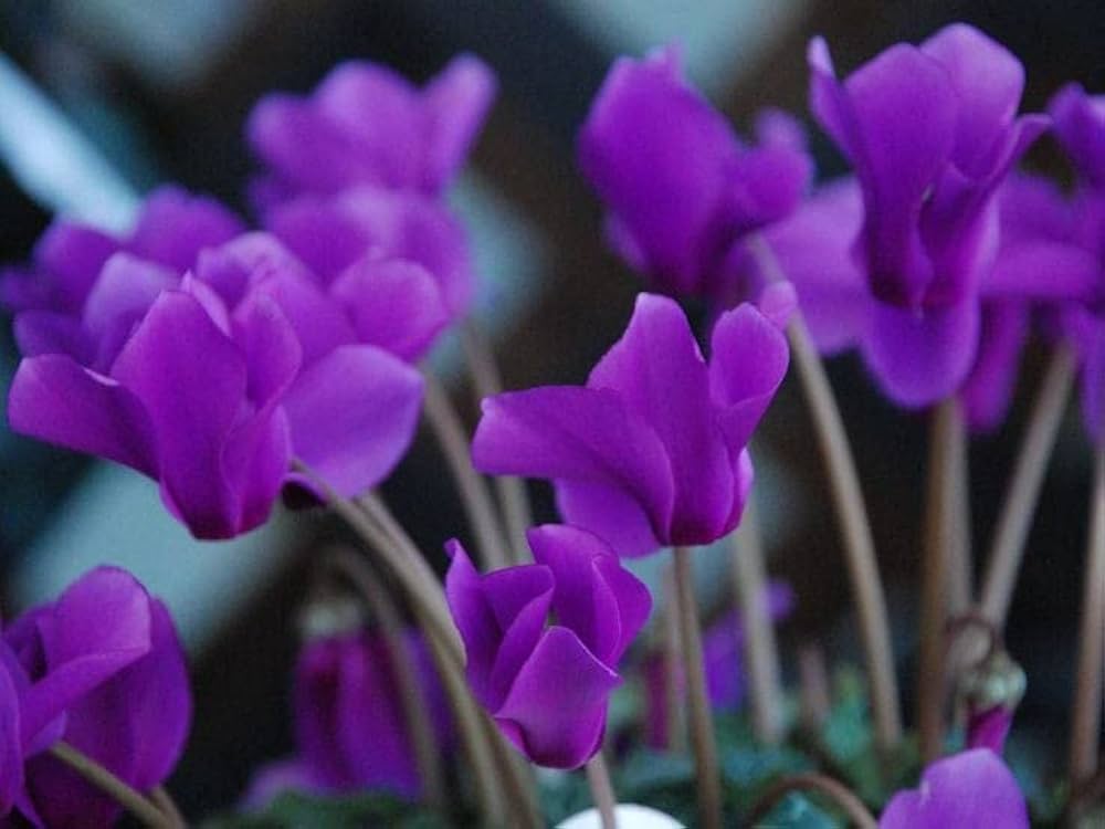 purple cyclamen flower seeds