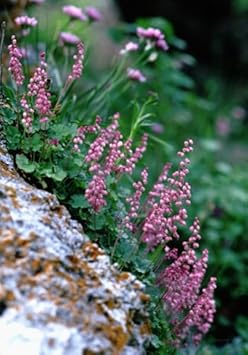 Flower Seeds, Seeds for Planting, Plant Seeds