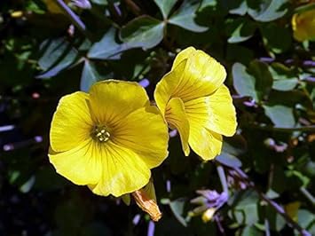 yellow bermuda flower seeds