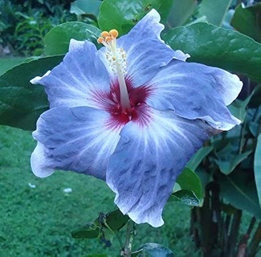 blue white flower seeds