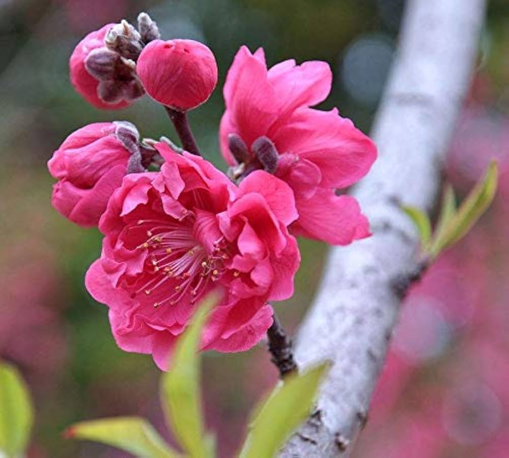 huang mei flower seeds