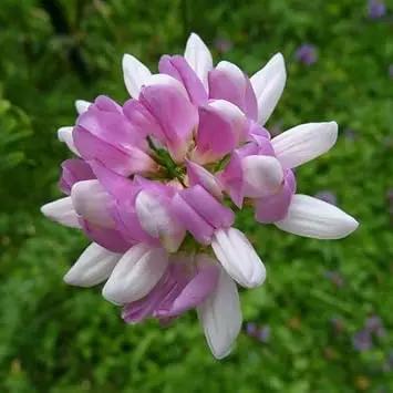 purple coronilla flower seeds