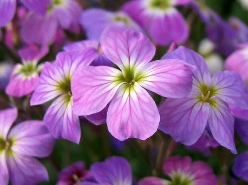 evening broth flower seeds